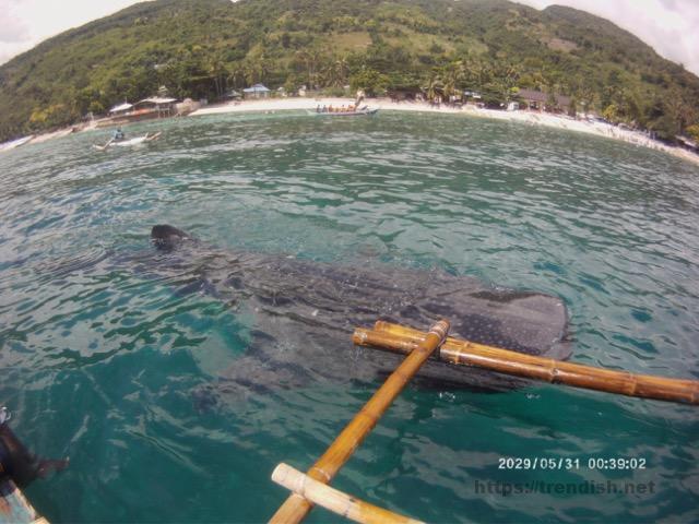 ジンベエザメツアー