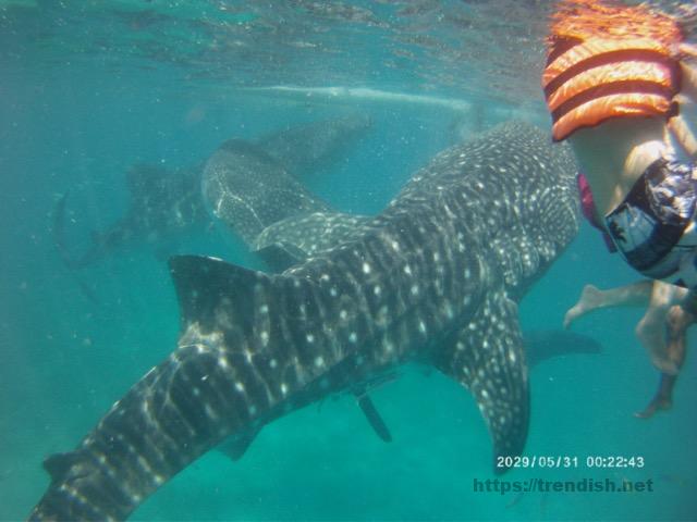 3匹のジンベエザメ